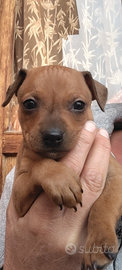 Cuccioli Pinscher
