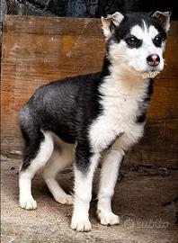 Husky siberian