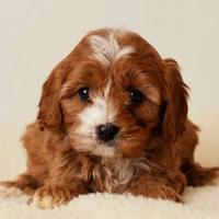 Cuccioli di cavapoo maschi e femmine