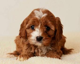 Cuccioli di cavapoo maschi e femmine