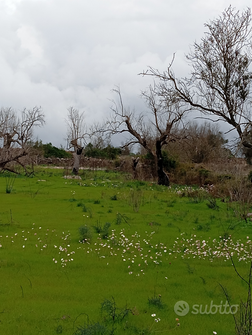 Terreno agricolo - Vista 5