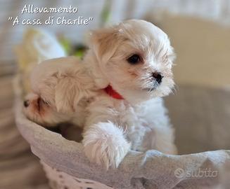 Maltese
