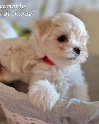Maltese