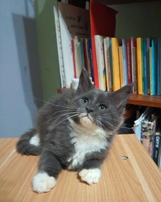 Cucciola Maine Coon Pedigree