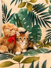 Gattini siberiani