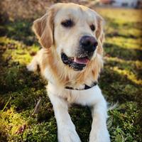 Golden retriever maschio inglese per monta