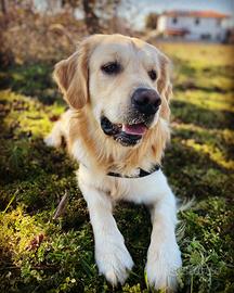 Golden retriever maschio inglese per monta