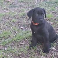 Cuccioli labrador