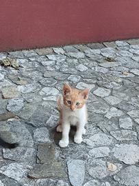 Gattini