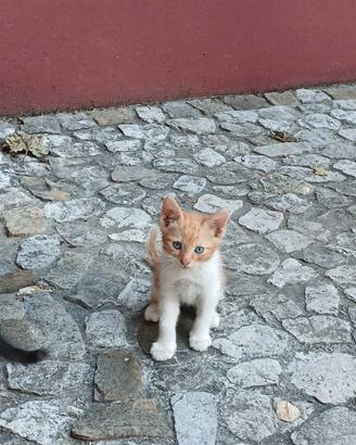Gattini