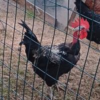 Gallo collo nudo