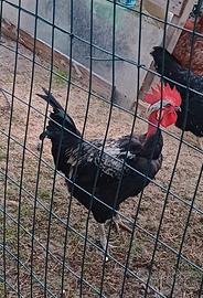 Gallo collo nudo