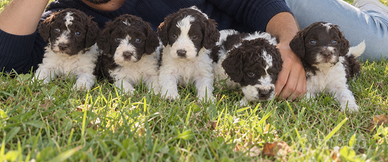 Lagotto