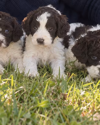 Lagotto