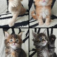 Maine Coon cuccioli