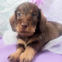 Bassottina cioccolato