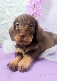 Bassottina cioccolato