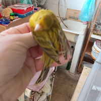 Solo per chi e interessato