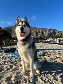 Disponibile per monta - siberian husky