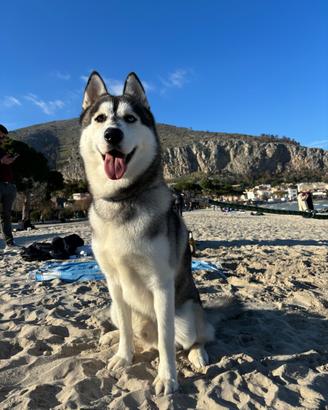 Disponibile per monta - siberian husky