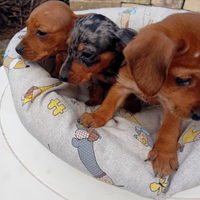 Bassotto tedesco cuccioli