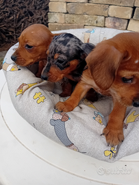 Bassotto tedesco cuccioli