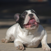 I bulldog francese enci per accoppiamento