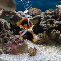 Pesce pagliaccio