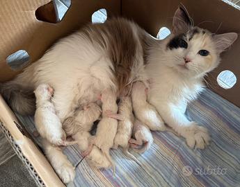 Ragdoll cuccioli nati il 16 luglio, no pedigree
