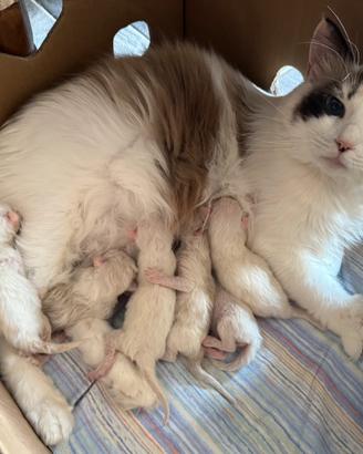 Ragdoll cuccioli nati il 16 luglio, no pedigree