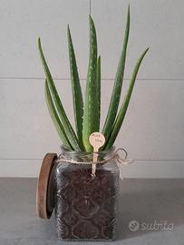 Aloe Vera confezionate artigianalmente