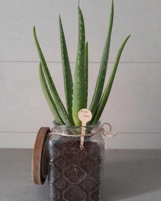 Aloe Vera confezionate artigianalmente