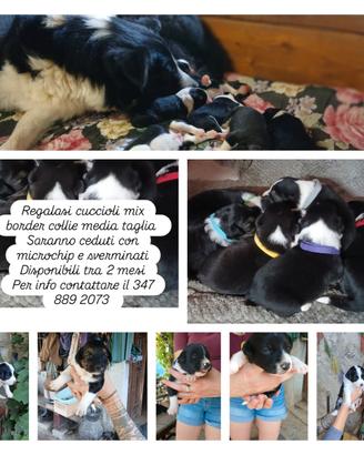 Cuccioli meticci border collie
