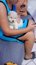 Chow Chow batuffolo fiocco