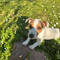 Maschio jack russell terrier