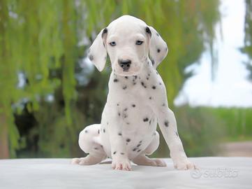 Dalmata femmina bianco e nero con occhi azzurri