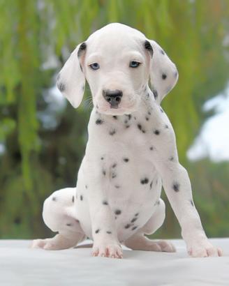 Dalmata femmina bianco e nero con occhi azzurri