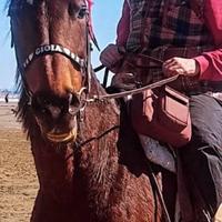 Cavalla 20 anni uso fattrice o passeggiate
