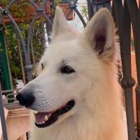 Stallone Pastore Svizzero