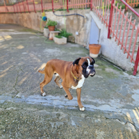 Boxer con pedigree per monta