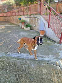 Boxer con pedigree per monta