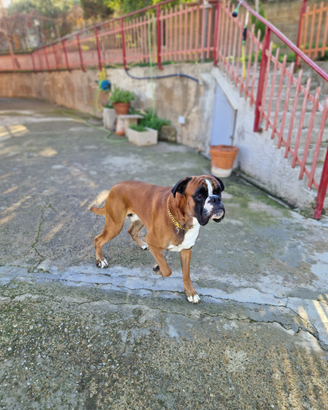 Boxer con pedigree per monta