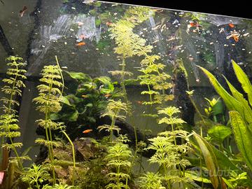 Acquario askoll pure led