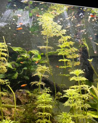 Acquario askoll pure led
