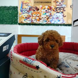 Barboncino Toy Red anche a rate senza busta paga
