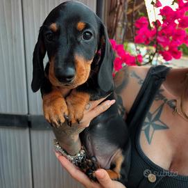 Bassotto nero focato all. Amat. GensBruna