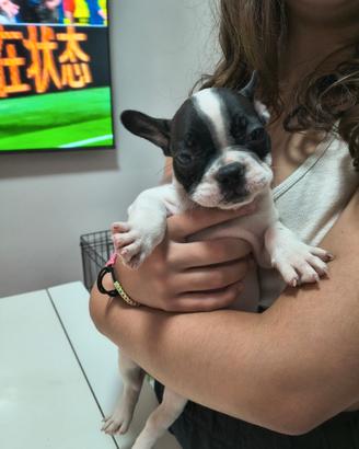 Cuccioli bulldog