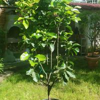 PIANTA GRANDE DI LIMONE PERA "LUMIA" - Vaso 40cm