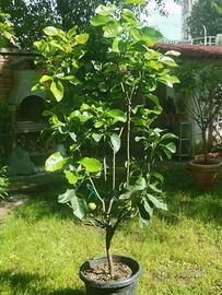 PIANTA GRANDE DI LIMONE PERA "LUMIA" - Vaso 40cm