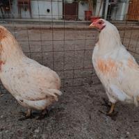 Coppie araucana senza baffi